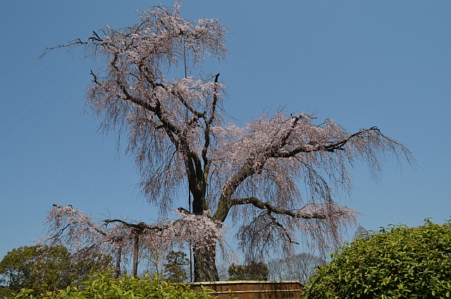 2012_京都_円山公園_桜_花見