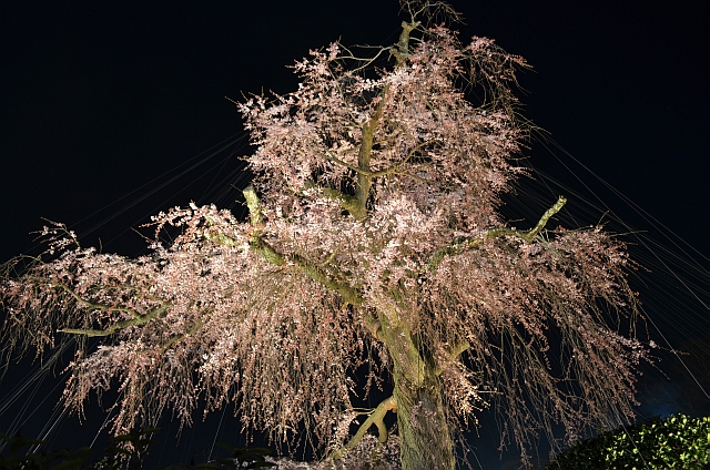 2012_京都_円山公園_夜桜08