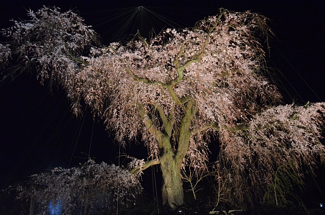 2012_京都_円山公園_夜桜03