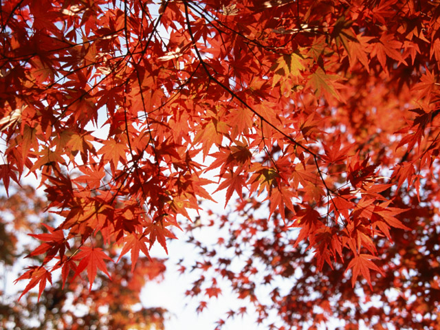 京都の紅葉