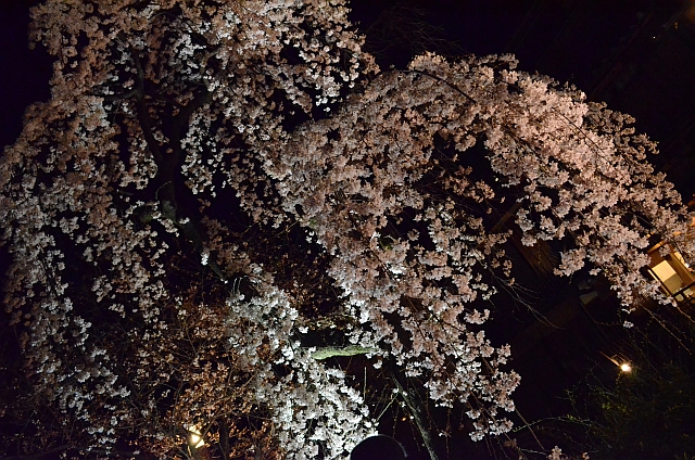 祇園_白川南通_夜桜04