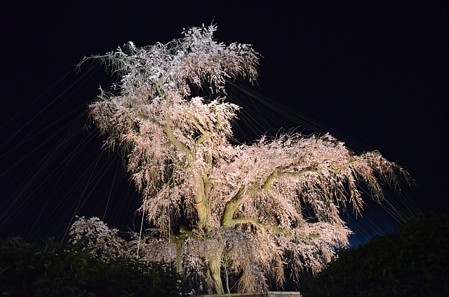 2012_京都_円山公園_夜桜02