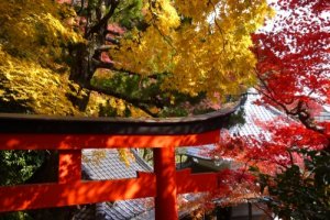 京都の紅葉