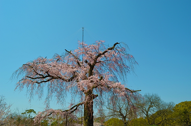 2012_京都_円山公園_桜_花見