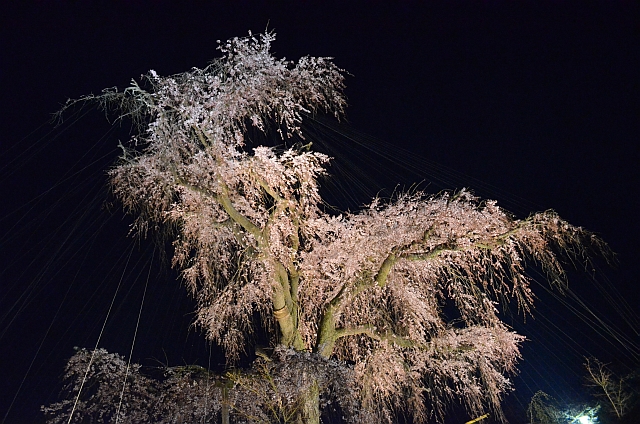 2012_京都_円山公園_夜桜01