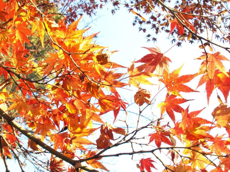 2012年の京都の紅葉プランは練りましたか?「毘沙門堂」の紅葉紹介 2012年の京都の紅葉プランは練りましたか?「毘沙門堂」の紅葉紹介