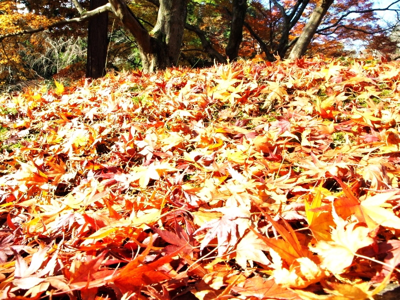 2012年の京都の紅葉プランは練りましたか?「毘沙門堂」の紅葉紹介 2012年の京都の紅葉プランは練りましたか?「毘沙門堂」の紅葉紹介