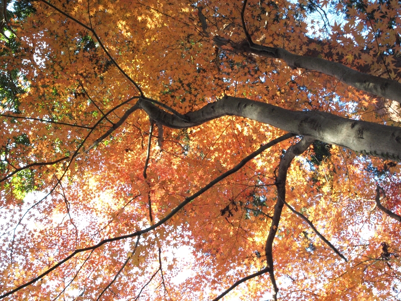 2012年の京都の紅葉プランは練りましたか?「毘沙門堂」の紅葉紹介 2012年の京都の紅葉プランは練りましたか?「毘沙門堂」の紅葉紹介