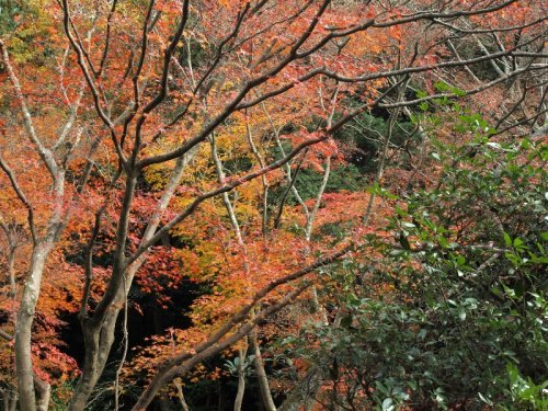 2012年の京都の紅葉プランは練りましたか?「毘沙門堂」の紅葉紹介 2012年の京都の紅葉プランは練りましたか?「毘沙門堂」の紅葉紹介