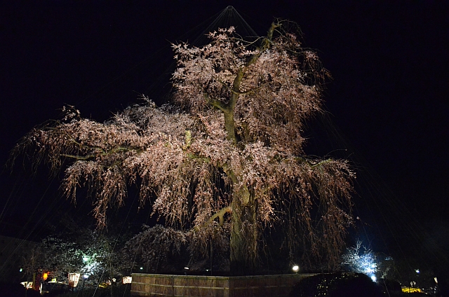 2012_京都_円山公園_夜桜07 2012_京都_円山公園_夜桜07