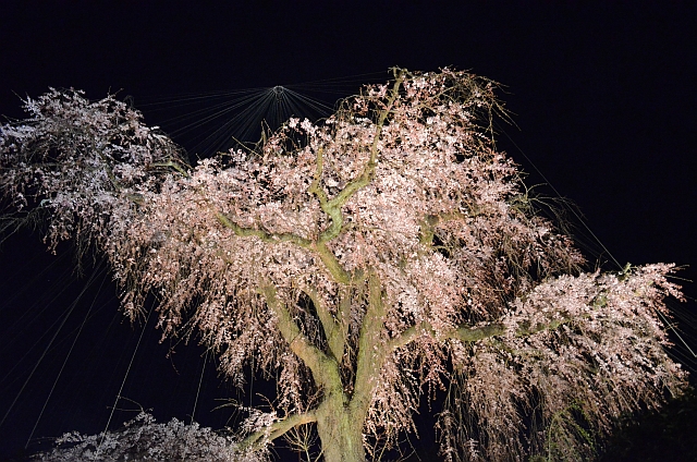 2012_京都_円山公園_夜桜04