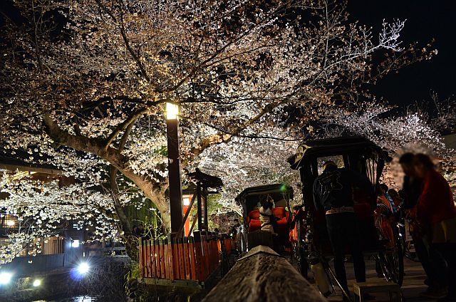 4/7(土)の京都、祇園白川南通の夜桜ライトアップの写真をＵＰ！