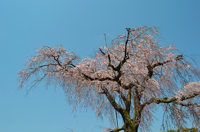 2012_京都_円山公園_桜_花見