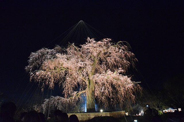 2012_京都_円山公園_夜桜05