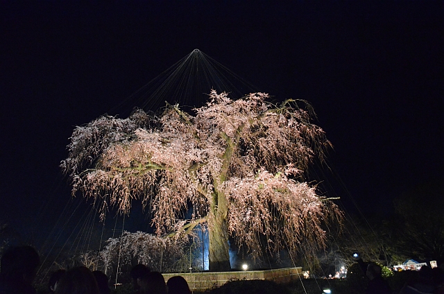 2012_京都_円山公園_夜桜05 2012_京都_円山公園_夜桜05