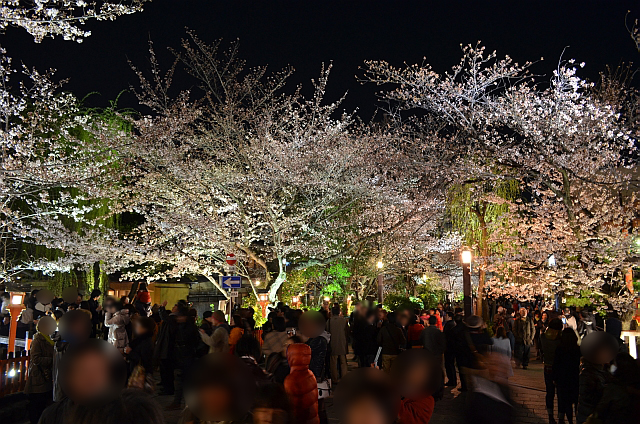 祇園_白川南通_夜桜05