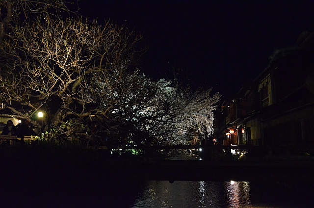 祇園_白川南通_夜桜02