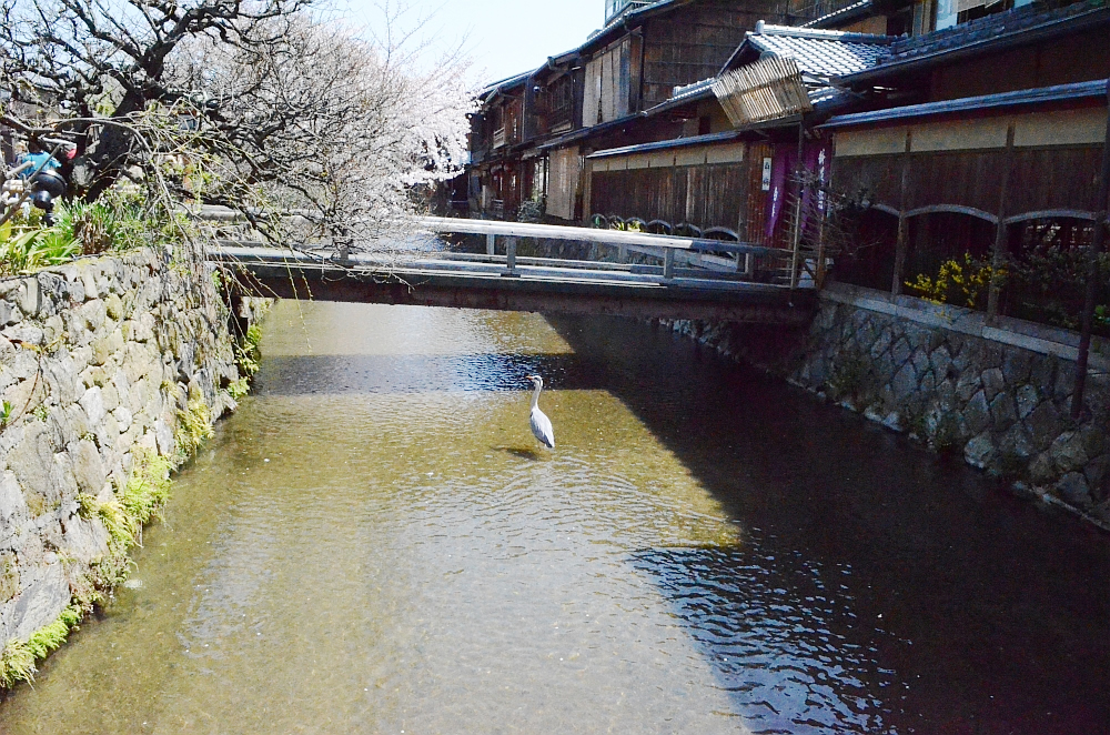 shirakawa-south-street