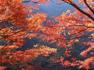 京都の紅葉 京都の紅葉