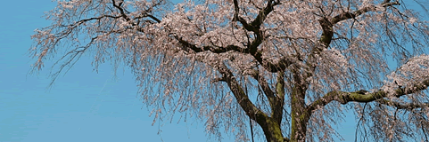 京都で四季を感じる：桜
