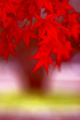 秋の京都 紅葉ライトアップ情報一覧 2012