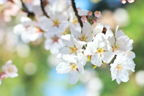 sakura