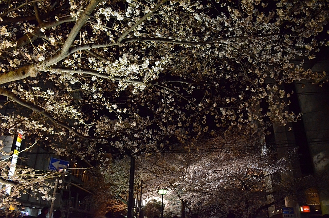 祇園_白川南通_夜桜01