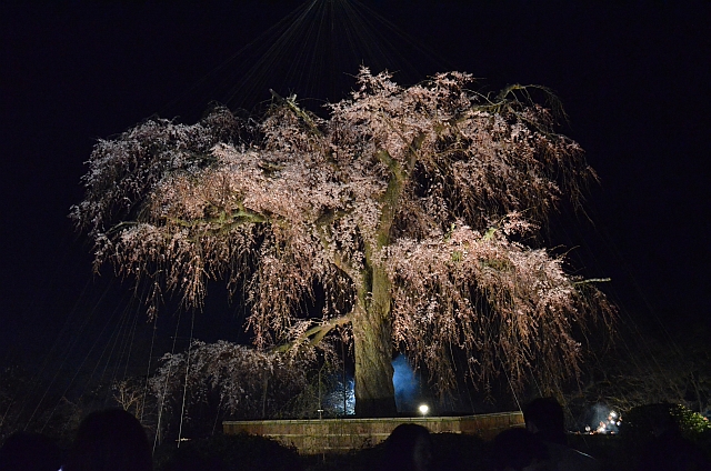 2012_京都_円山公園_夜桜06