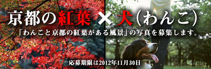 わんこと京都の紅葉がある風景2 わんこと京都の紅葉がある風景2