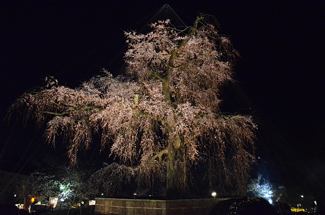 2012_京都_円山公園_夜桜07