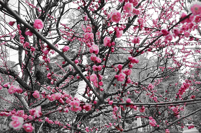 龍安寺_桜_色指定写真2