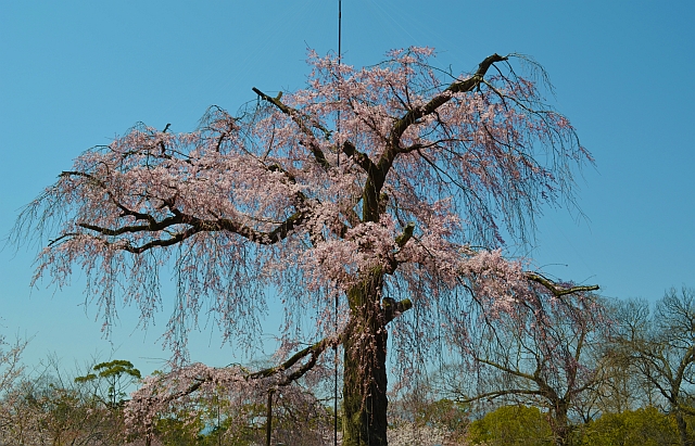 2012_京都_円山公園_桜_花見