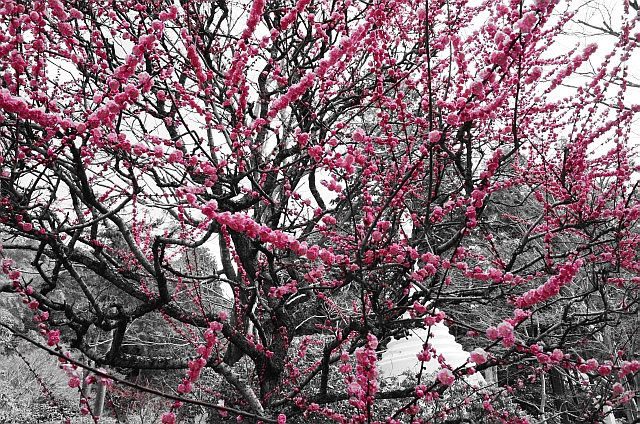 龍安寺_桜_色指定写真