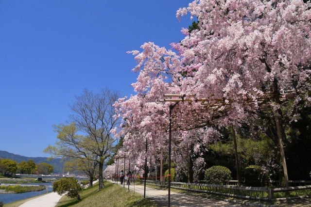 川辺の桜