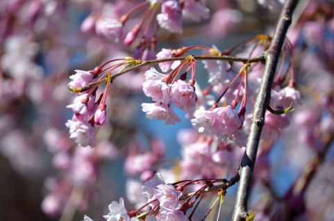 sakura