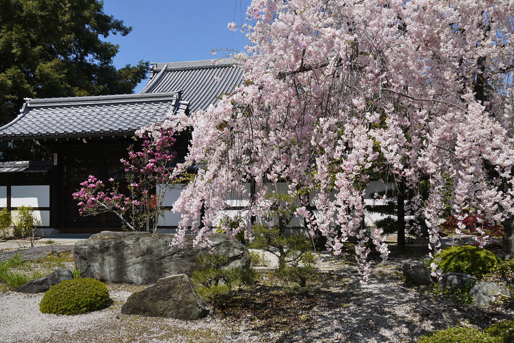 京都の春　桜の写真