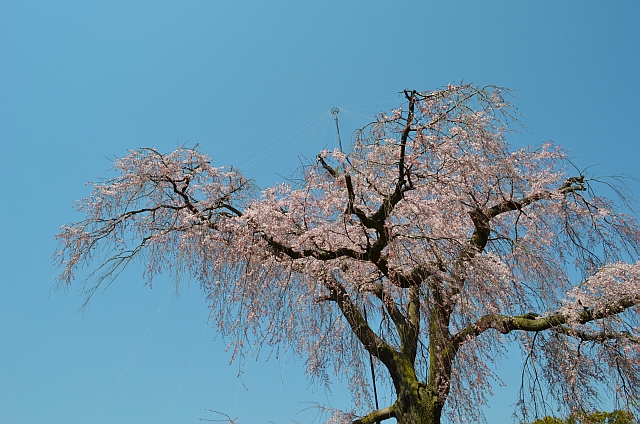 京都、祇園枝垂桜「円山公園」
