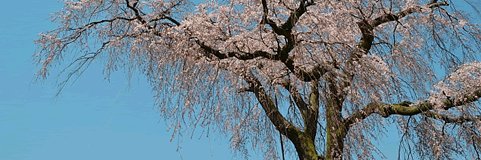 京都で四季を感じる：桜